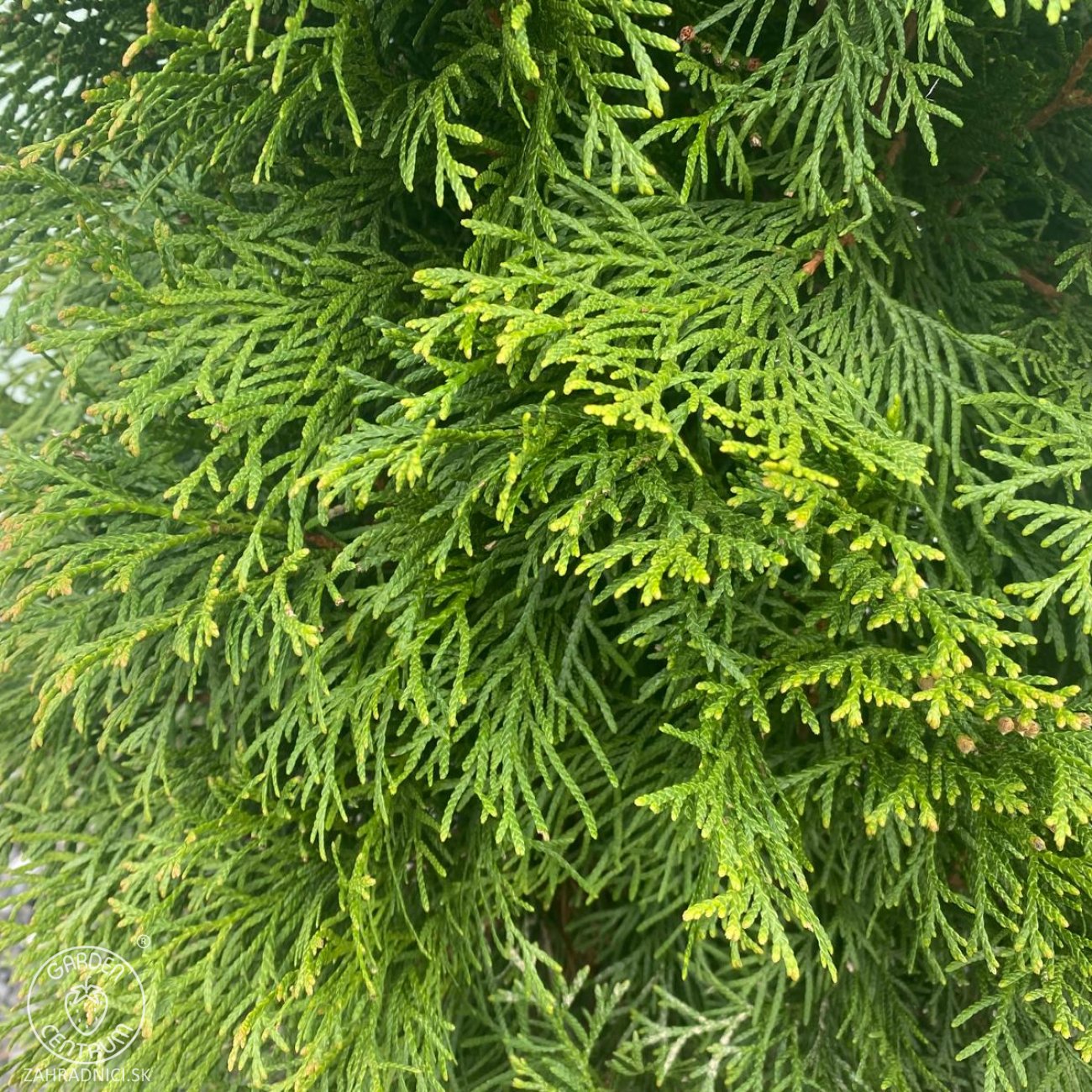 Obrázok Tuja západná (Thuja occidentalis) ´SMARAGD´ – výška 130–140 cm, kopaná